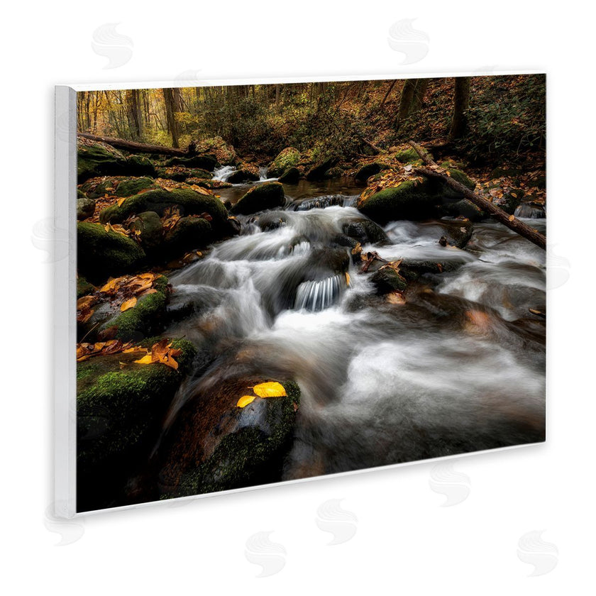 D. Burt | Fallen Leaves on Stream