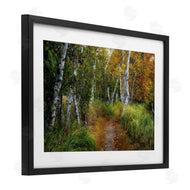 D. Burt | Walk In The Hemlocks Forest