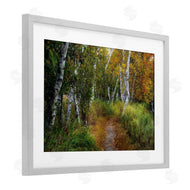 D. Burt | Walk In The Hemlocks Forest