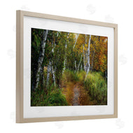 D. Burt | Walk In The Hemlocks Forest