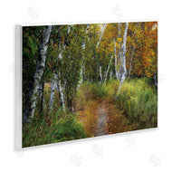D. Burt | Walk In The Hemlocks Forest