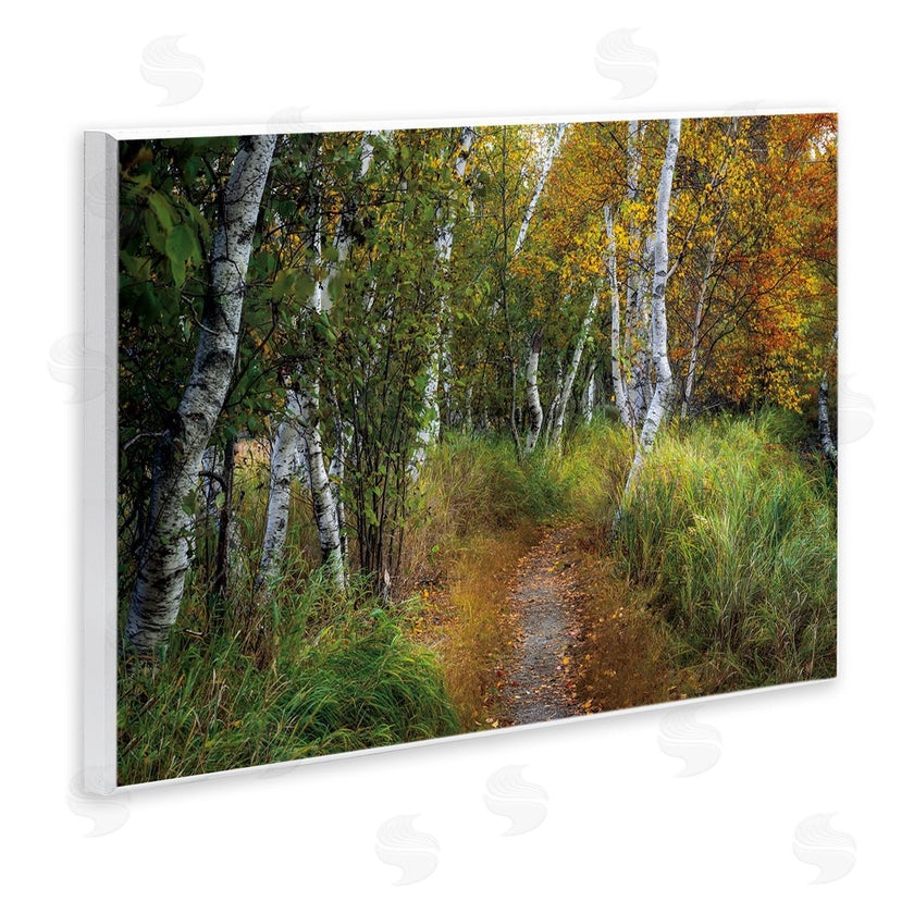 D. Burt | Walk In The Hemlocks Forest