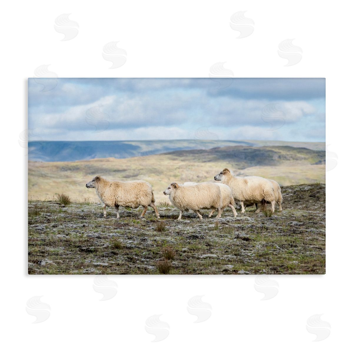 D. Burt Three Friends Sheep in Nature Canvas Wall Art Print