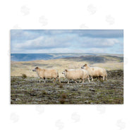 D. Burt | Three Friends Sheep in Nature