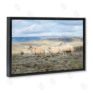 D. Burt | Three Friends Sheep in Nature