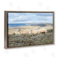 D. Burt | Three Friends Sheep in Nature