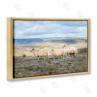 D. Burt | Three Friends Sheep in Nature