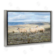 D. Burt | Three Friends Sheep in Nature
