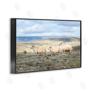 D. Burt | Three Friends Sheep in Nature