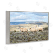 D. Burt | Three Friends Sheep in Nature