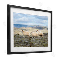 D. Burt | Three Friends Sheep in Nature