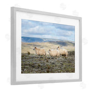 D. Burt | Three Friends Sheep in Nature
