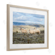 D. Burt | Three Friends Sheep in Nature