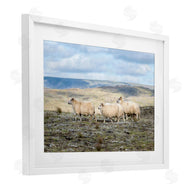 D. Burt | Three Friends Sheep in Nature
