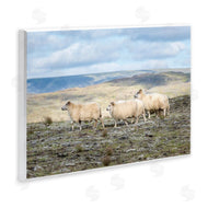 D. Burt | Three Friends Sheep in Nature