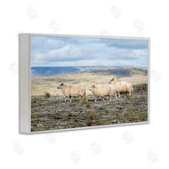 D. Burt | Three Friends Sheep in Nature