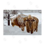 Mike Jones | Winter White Bison