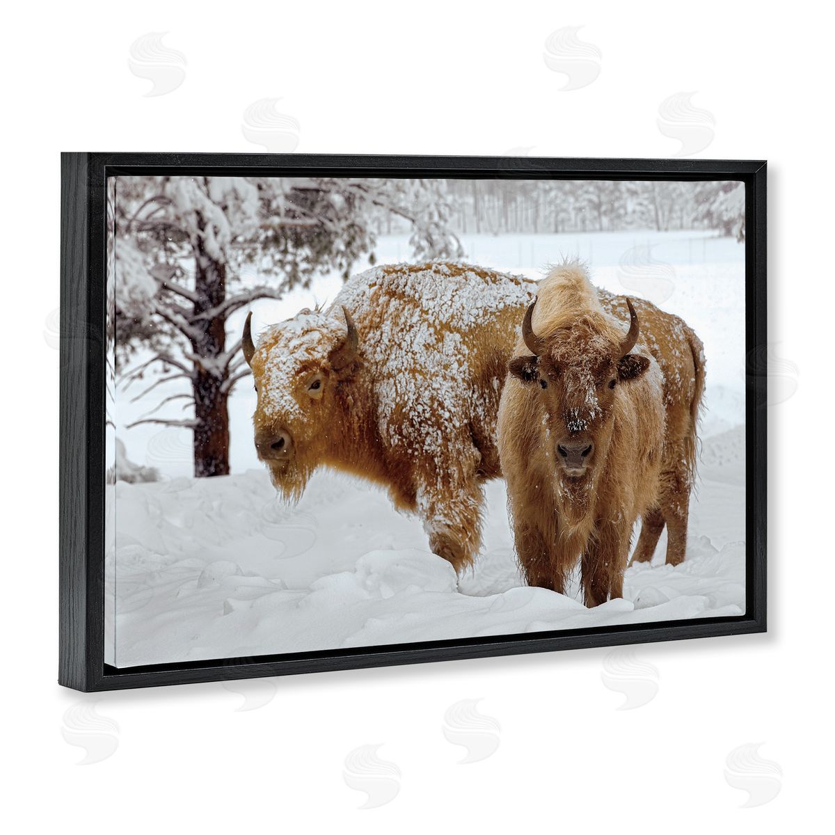 Mike Jones Winter White Bison Canvas Wall Art Print