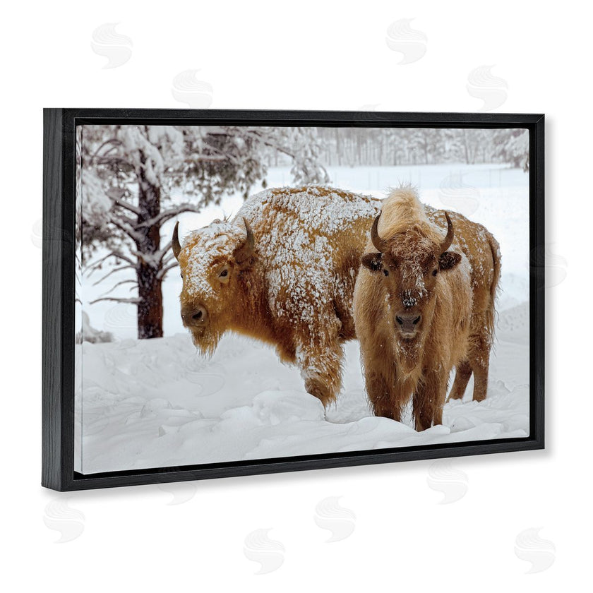 Mike Jones | Winter White Bison