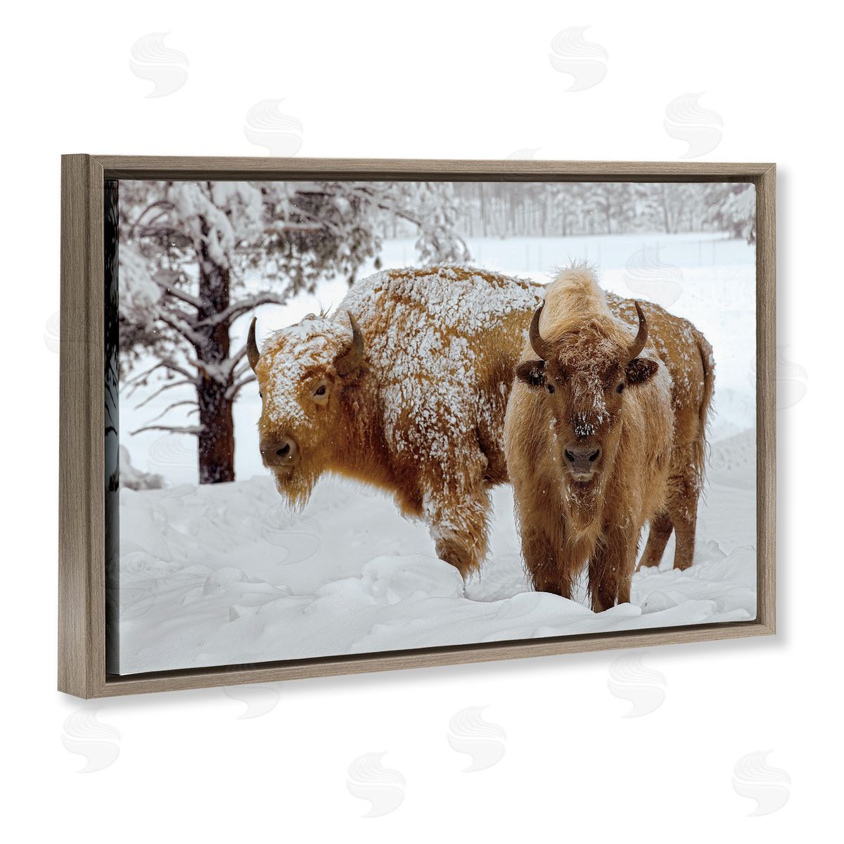 Mike Jones Winter White Bison Canvas Wall Art Print