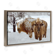 Mike Jones | Winter White Bison