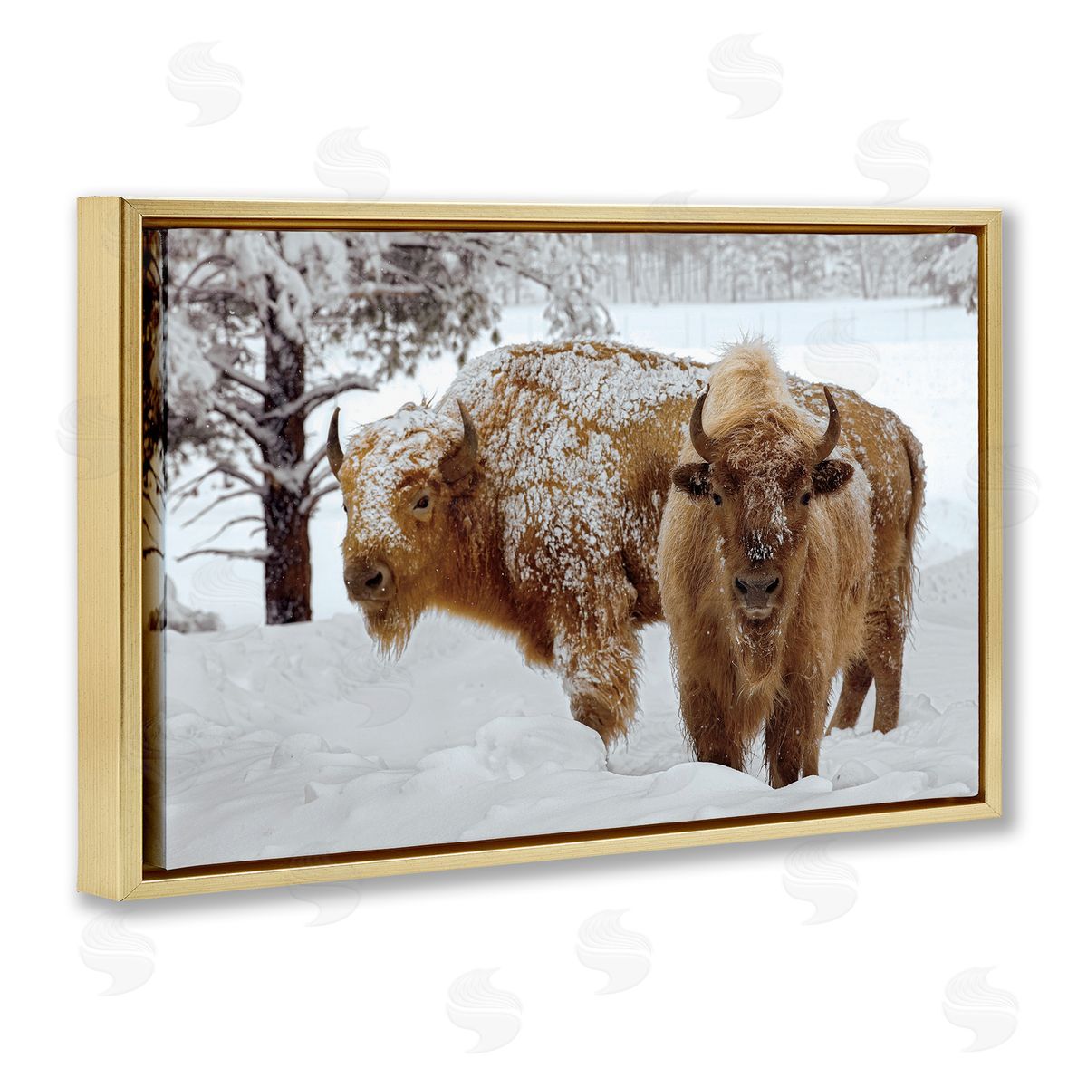 Mike Jones Winter White Bison Canvas Wall Art Print