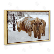 Mike Jones | Winter White Bison