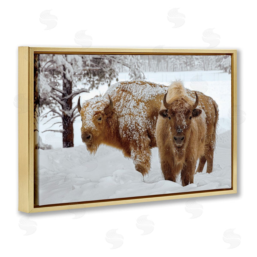 Mike Jones | Winter White Bison