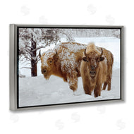 Mike Jones | Winter White Bison