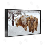 Mike Jones | Winter White Bison