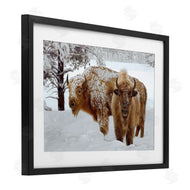 Mike Jones | Winter White Bison