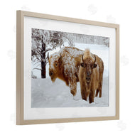 Mike Jones | Winter White Bison