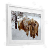 Mike Jones | Winter White Bison