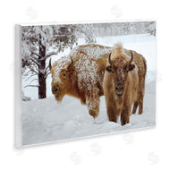 Mike Jones | Winter White Bison