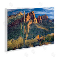 Mike Jones | Found You Cactus in Canyon