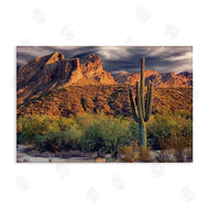 Mike Jones | Tall And Strong Cactus View