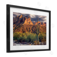 Mike Jones | Tall And Strong Cactus View