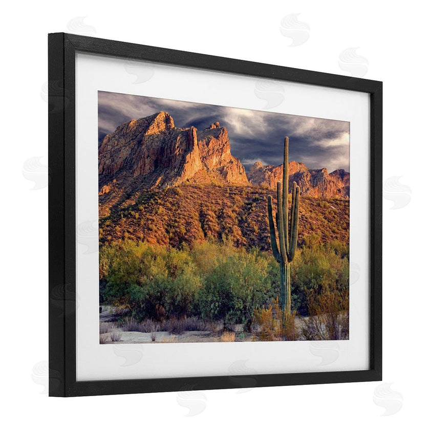Mike Jones | Tall And Strong Cactus View