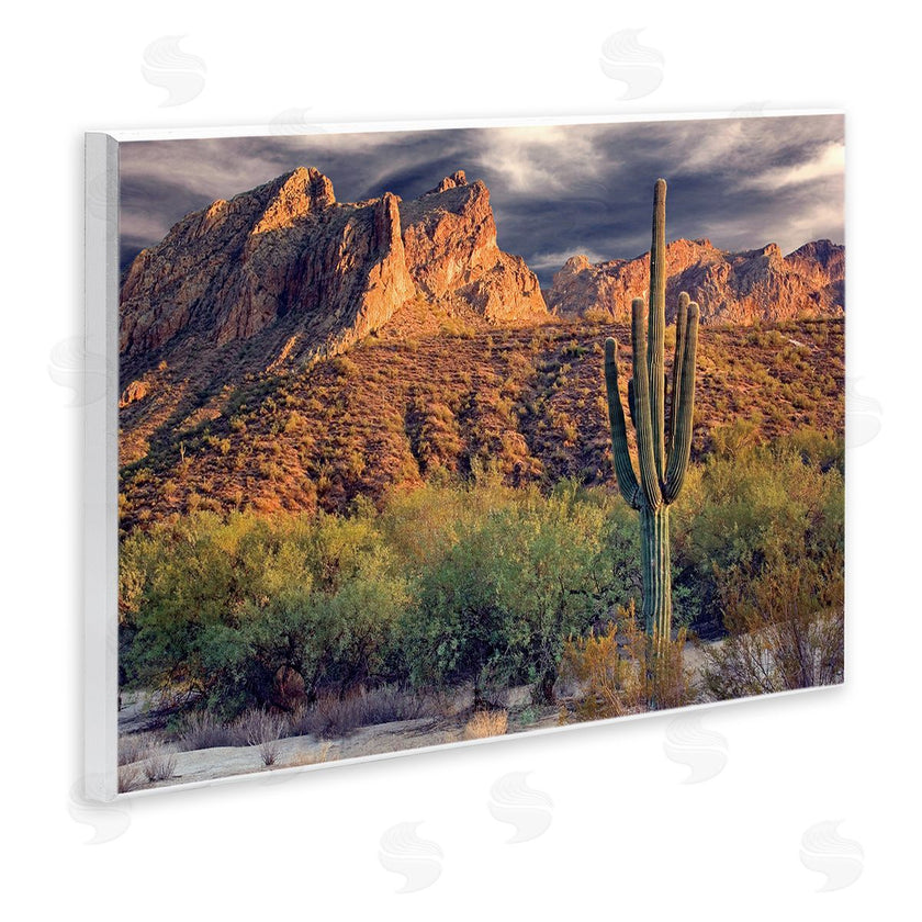 Mike Jones | Tall And Strong Cactus View