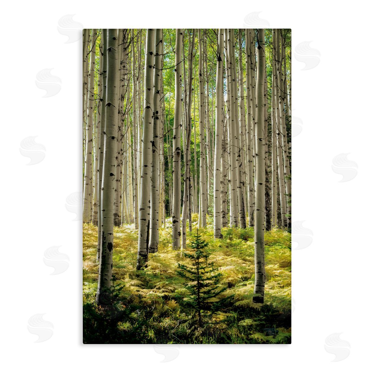 D. Burt Small And Tall Birch Forest Canvas Wall Art Print