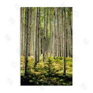 D. Burt | Small And Tall Birch Forest