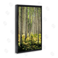 D. Burt | Small And Tall Birch Forest