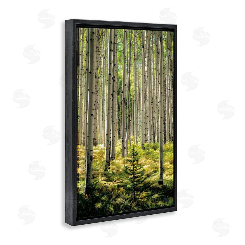D. Burt | Small And Tall Birch Forest