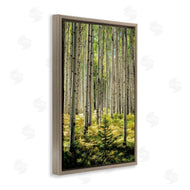 D. Burt | Small And Tall Birch Forest