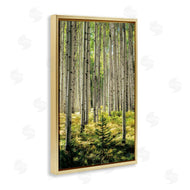 D. Burt | Small And Tall Birch Forest