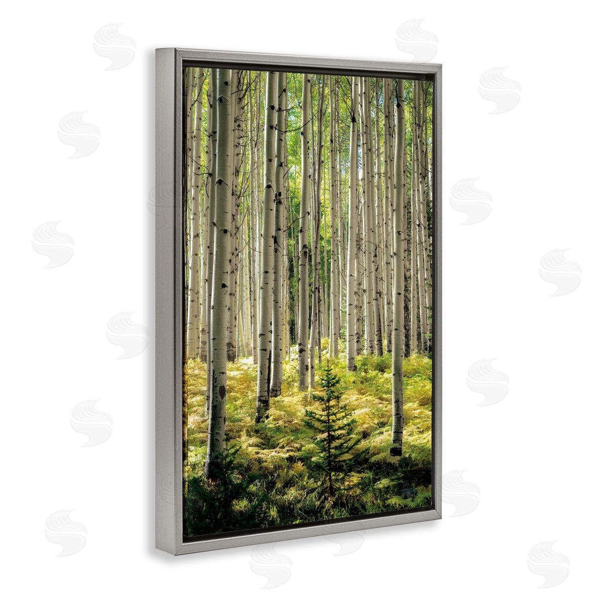 D. Burt Small And Tall Birch Forest Canvas Wall Art Print