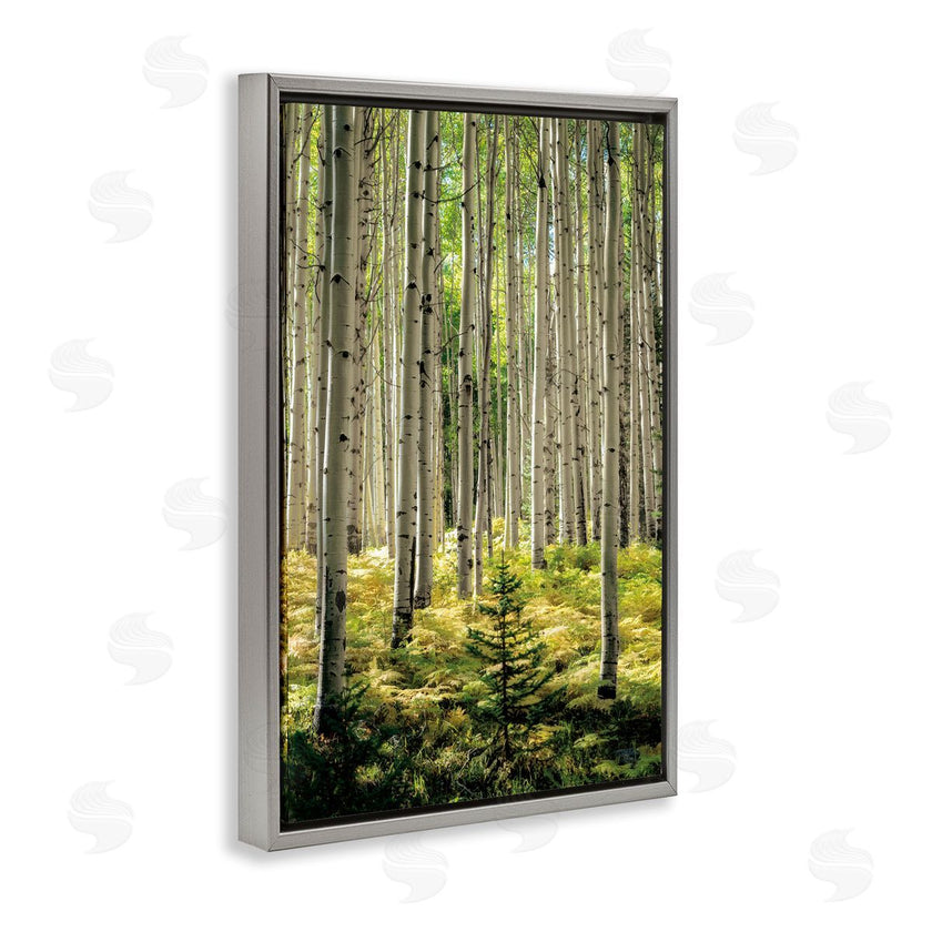 D. Burt | Small And Tall Birch Forest