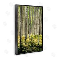 D. Burt | Small And Tall Birch Forest