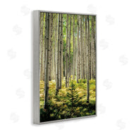 D. Burt | Small And Tall Birch Forest