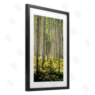 D. Burt | Small And Tall Birch Forest